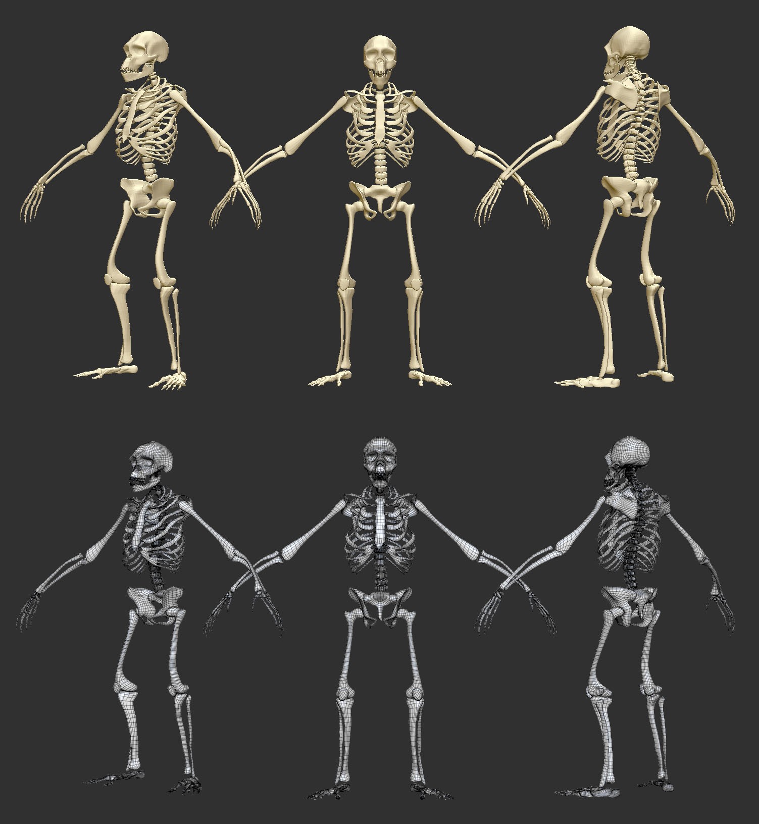 image skeleton.jpeg